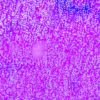 31500064.jpg