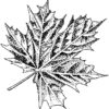 39555154.jpg